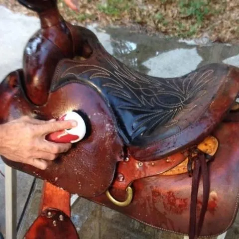 thumbnail for publication: Saddle and Tack Care in Hot and Humid Environments